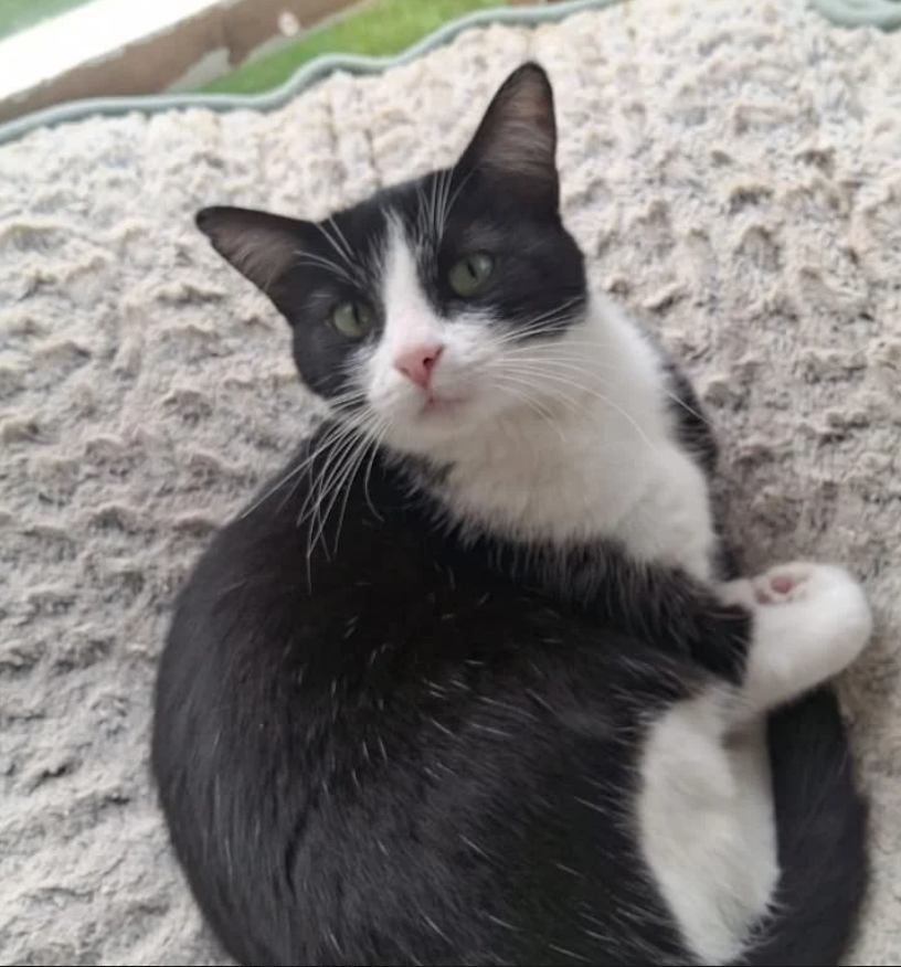 Mermelada - Fundación Criollos de la Montaña